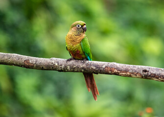 parakeet in trunk
