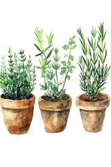 Fototapeta premium Hand Drawn Watercolor Kitchen Herb Plants in Pots and Utensils