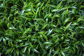 Obraz premium Fresh Lush Green Grass with Dew Drops - Perfect for Nature, Landscaping, and Eco-Friendly Designs