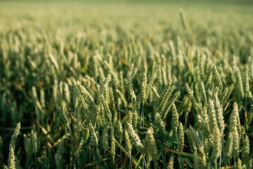 Close up view of growing wheat on the agricultural field at summer daytime