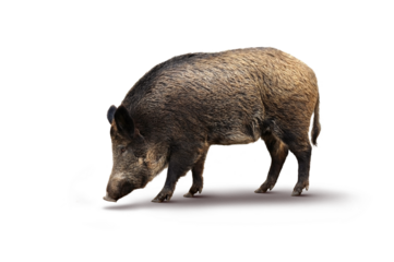 Wildschwein 27