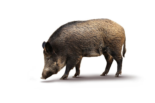 Wildschwein 27