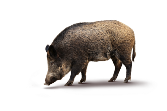 Wildschwein 27