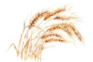 Hand-drawn Watercolor Illustration of Organic Wheat Grains on White Background