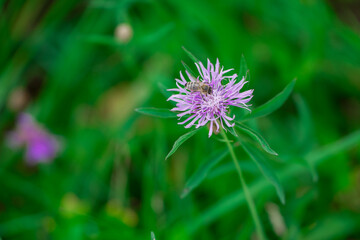Brown Knapweed macro photo in nature (Centaurea jacea). Lilac wildflower. Honey flowers. Preservation of bee populations