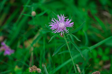 Brown Knapweed macro photo in nature (Centaurea jacea). Lilac wildflower. Honey flowers. Preservation of bee populations