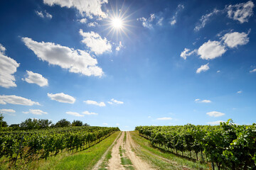 Obraz premium A vineyard landscape with a path between the lines on a sunny summer day