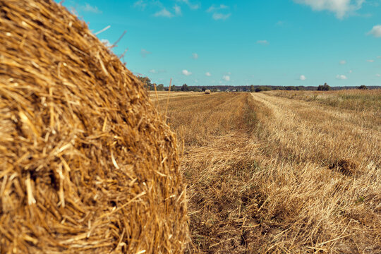 A close-up of a large, round haystack in a freshly cut field. The golden hay is tightly packed, with visible textures and variations in color. The field stretches into the distance, with a clear blue 