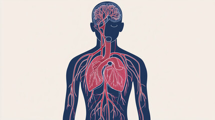 Human circulatory system illustration with heart and lungs. ..