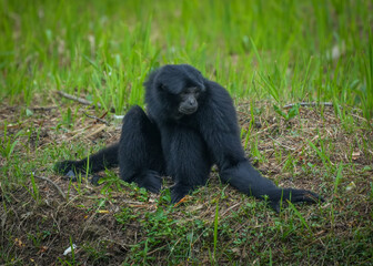 Owa Siamang (Symphalangus syndactylus)