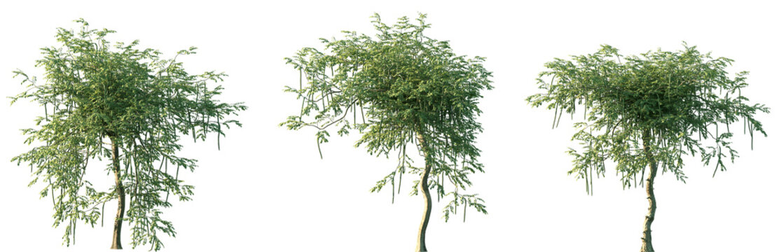 Set of Moringa oleifera (drumstick tree, horseradish tree, malunggay) frontal set street trees isolated png in sunny daylight on a transparent background perfectly cutout