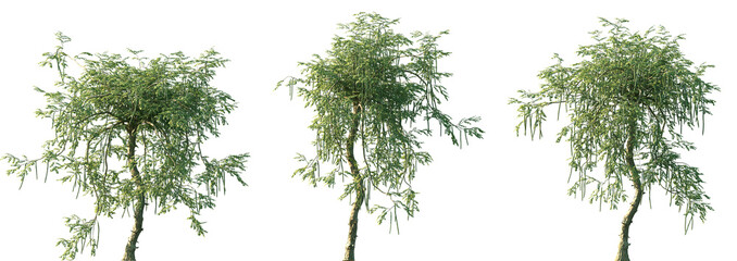 Set of Moringa oleifera (drumstick tree, horseradish tree, malunggay) frontal set street trees isolated png in sunny daylight on a transparent background perfectly cutout
