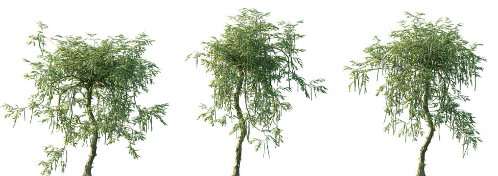 Set of Moringa oleifera (drumstick tree, horseradish tree, malunggay) frontal set street trees isolated png in sunny daylight on a transparent background perfectly cutout