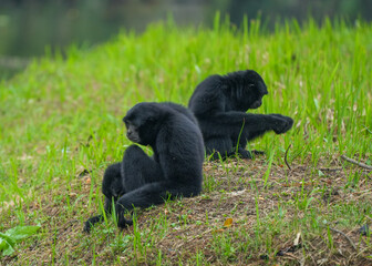 Owa Siamang (Symphalangus syndactylus)