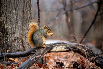 squirrel sitting on a branch eating a nut in the autumn or fall