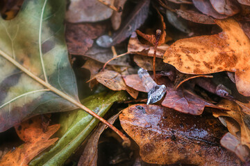 green and brown leaves with pieces of ice