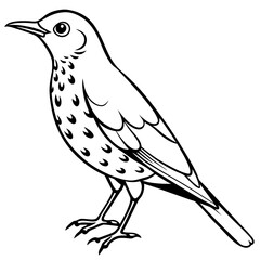 rockthrush bird vector illustration