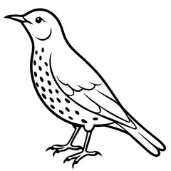 rockthrush bird vector illustration