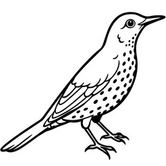 rockthrush bird vector illustration