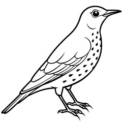 rockthrush bird vector illustration