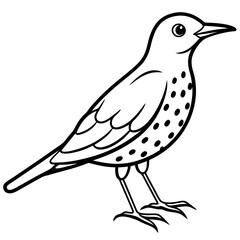 rockthrush bird vector illustration