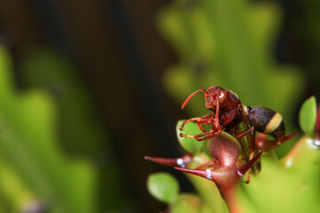 Close up of a red paper wasp on a green leaf.
