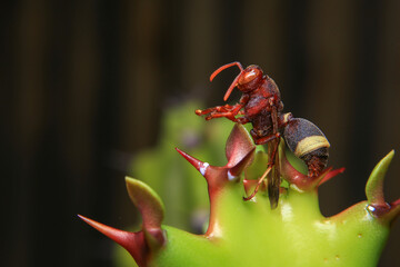 Close up of a red paper wasp on a green leaf.
