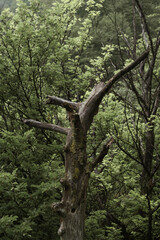 Fototapeta premium albero coi rami spezzato nel bosco