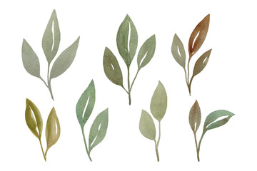 Watercolor designer elements set collection of green leaves, greenery art foliage natural leaves herbs in watercolor style. Decorative beauty elegant illustration for design