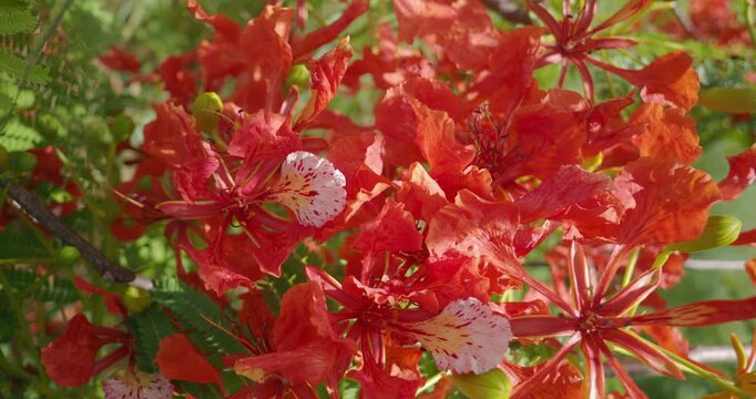 Close-up of Blossom Royal Poinciana Flowers. 