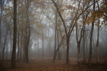 Foggy morning amid the autumn trees