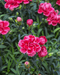Dianthus caryophyllus, carnation or clove pink. Vertical photo