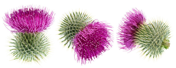 Milk thistle flower heads isolated on white background.