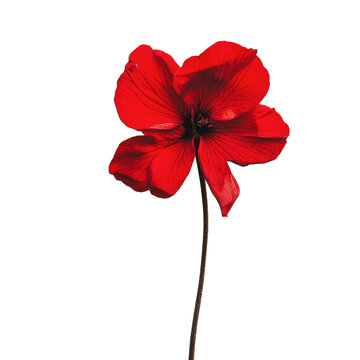PNG Bright red flower on white background