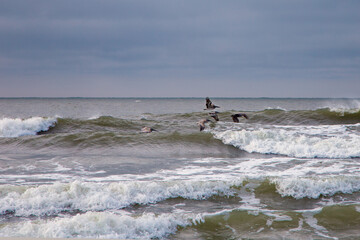 several pelicans off the coast of North Carolina flying low over ocean waves