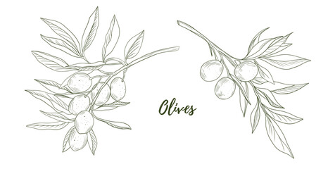 Obraz premium Set of vector olives line art illustration, graphic line art. Elegant line botanical illustration. Great for any designs, textile, art, walls, package