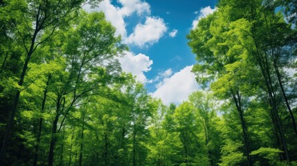 Fototapeta premium Lush green canopy of trees with a blue sky and white clouds peeking through.