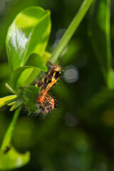 Caterpillar on green leaf in the nature or in the garden
