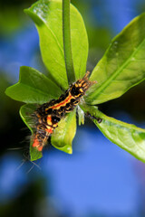 Caterpillar on green leaf in the nature or in the garden
