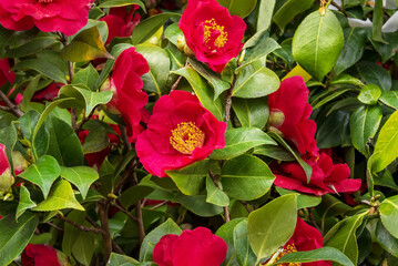 Camellia japonica, camellia or Japanese camellia