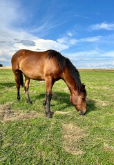 Obraz premium horses graze in the meadow 