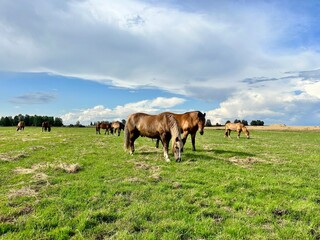 horses graze in the meadow
