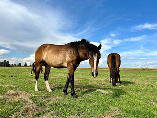 horses graze in the meadow
