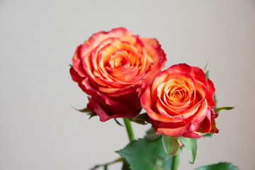 グラデーションカラーのバラ