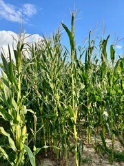 close up photo of a field of growing corn
