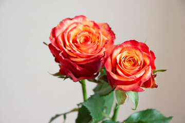 グラデーションカラーのバラ