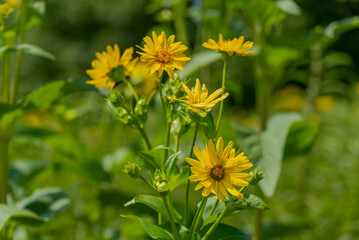 Obraz premium Yellow Compass Plant Flowers Growing In The Native Plant Garden In Summer In De Pere, Wisconsin