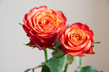 グラデーションカラーのばら