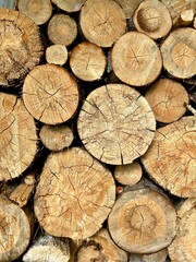 Naklejka premium many end cuts of tree trunks 