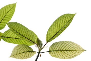  Kratom leaves with branches on white isolated background with copy space 
